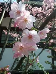 fukuka 99999の画像