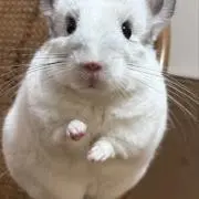 はなちゃん