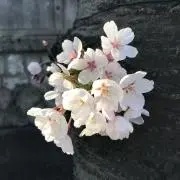 miee