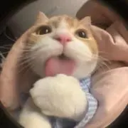 猫ちゃんの画像