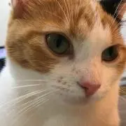 モビ☆の画像