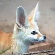 ふぇねっくの画像