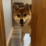 momoの画像