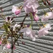 Mokarin☻の画像