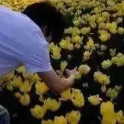 RARAの画像