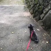 くぅの画像