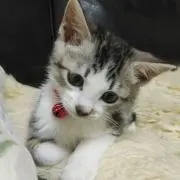 ぱめらの画像