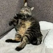 イッヌの画像