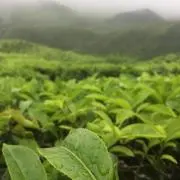 本田