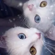 ドラ