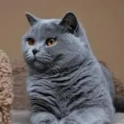 角谷の画像