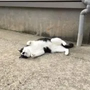 ネコーラルの画像