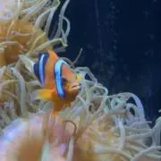 ブリッチの画像