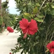 TENの画像