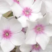 ハナの画像