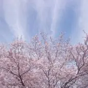 ちょこちゃんの画像