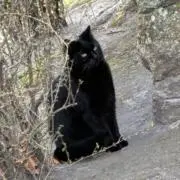 猫　太郎