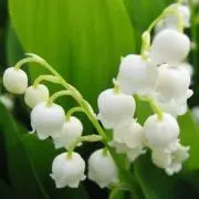 スズラン⭐︎プロフ必読⭐︎の画像