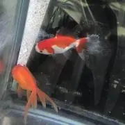 ヨコ