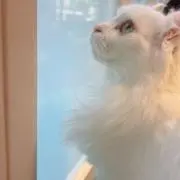 アカリ