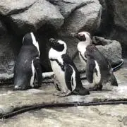 オレンジの画像
