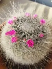 みぃ