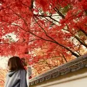 Rnの画像