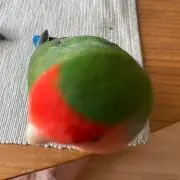 SSの画像