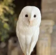 フクロウの画像