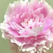 アガットの画像