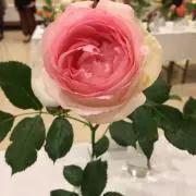 Tonmoの画像