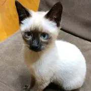 あきこ