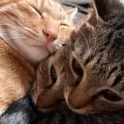 金木犀の画像