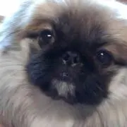 ばばすかむの画像