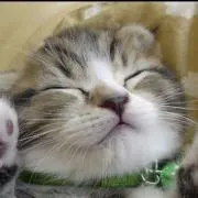 アケータ