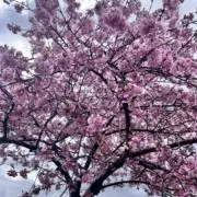 あろは プロフィール必読の画像