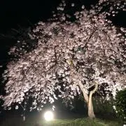 samの画像