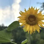 ほいっぷの画像