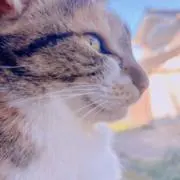 けいの画像