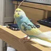 chiroron_felt ちろろんの画像
