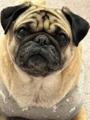 puggyの画像
