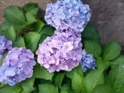 花✨即購入⭕ 無言⭕深夜⭕いいね不要の画像