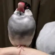 Keiの画像