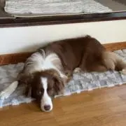 シェリ