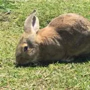 うさこの画像