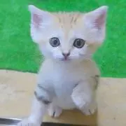 ちいの画像