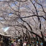 Reyの画像