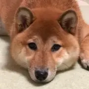 佐倉秀一の画像