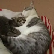 りかっちゃ(プロフ読んでね)