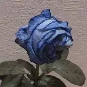 あすみるの画像